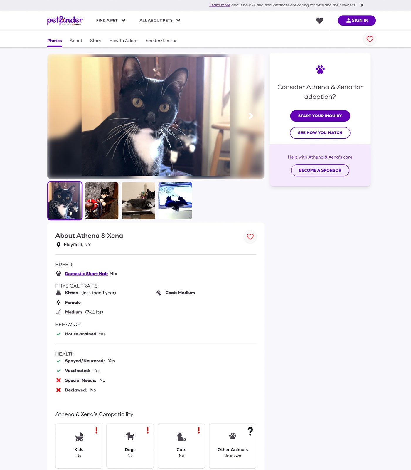 Pet profile page design